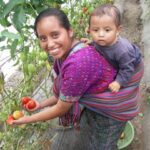 Woman in Guatemala in colorful indigenous clothing picking tomatoes in a greenhouse with her baby strapped to her back