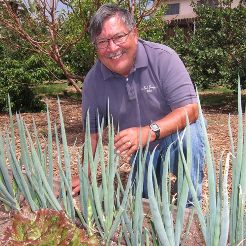 A man with glasses is smiling and kneeling down in his vegetable garden weeding his onion plants.