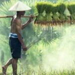 Asian man with a conical woven cap carrying sheaves of rice hanging from a pole in a rice paddy
