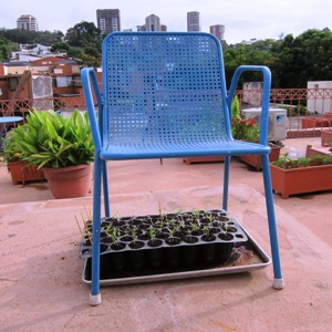 Chair Over Seed Tray 300.jpg