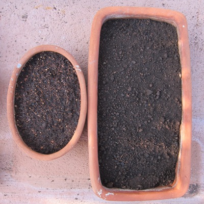 Chicken and Worm Compost Weed Test.JPG