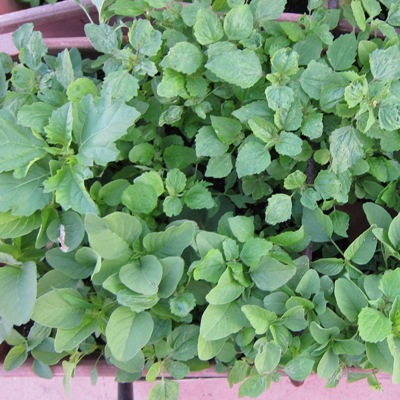 Container weeds in Urban Rooftop Vegetable Gardens.