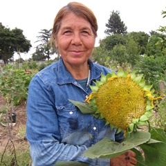 Woman in a blue jacket holding a sunflower in an urban garden
